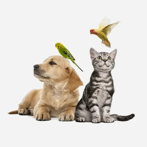 Animali