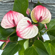 Anthurium Mystique Rosa in Vaso da 16cm