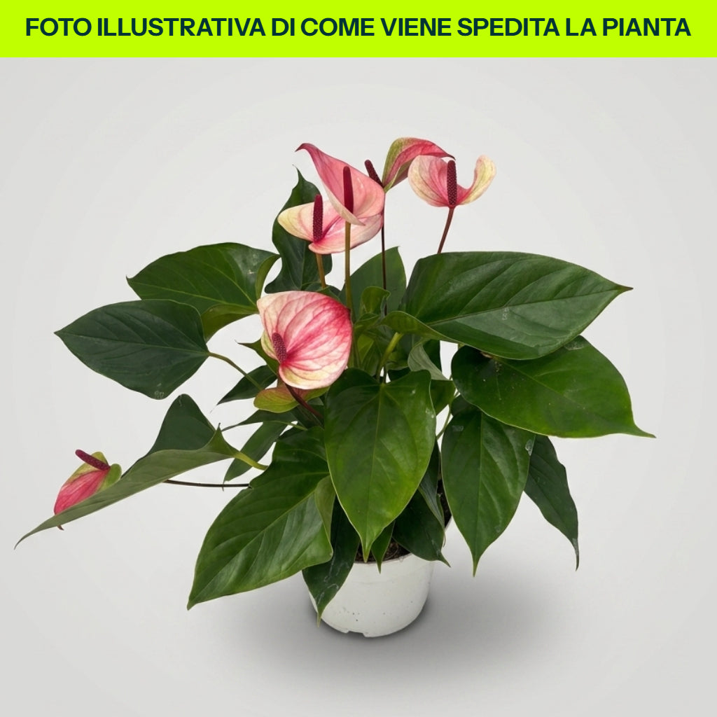 Anthurium Mystique Rosa in Vaso da 16cm