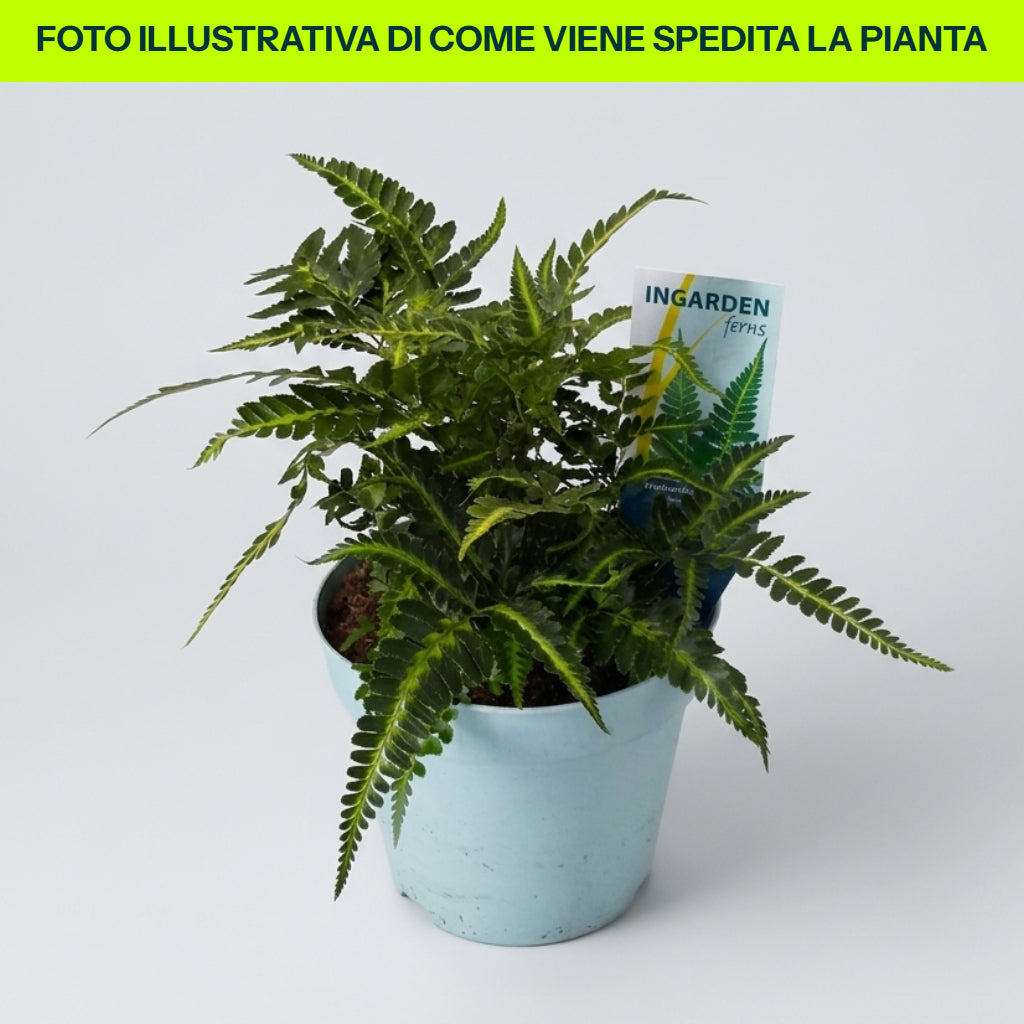 Guzmania Yeltix en pot de 12 cm