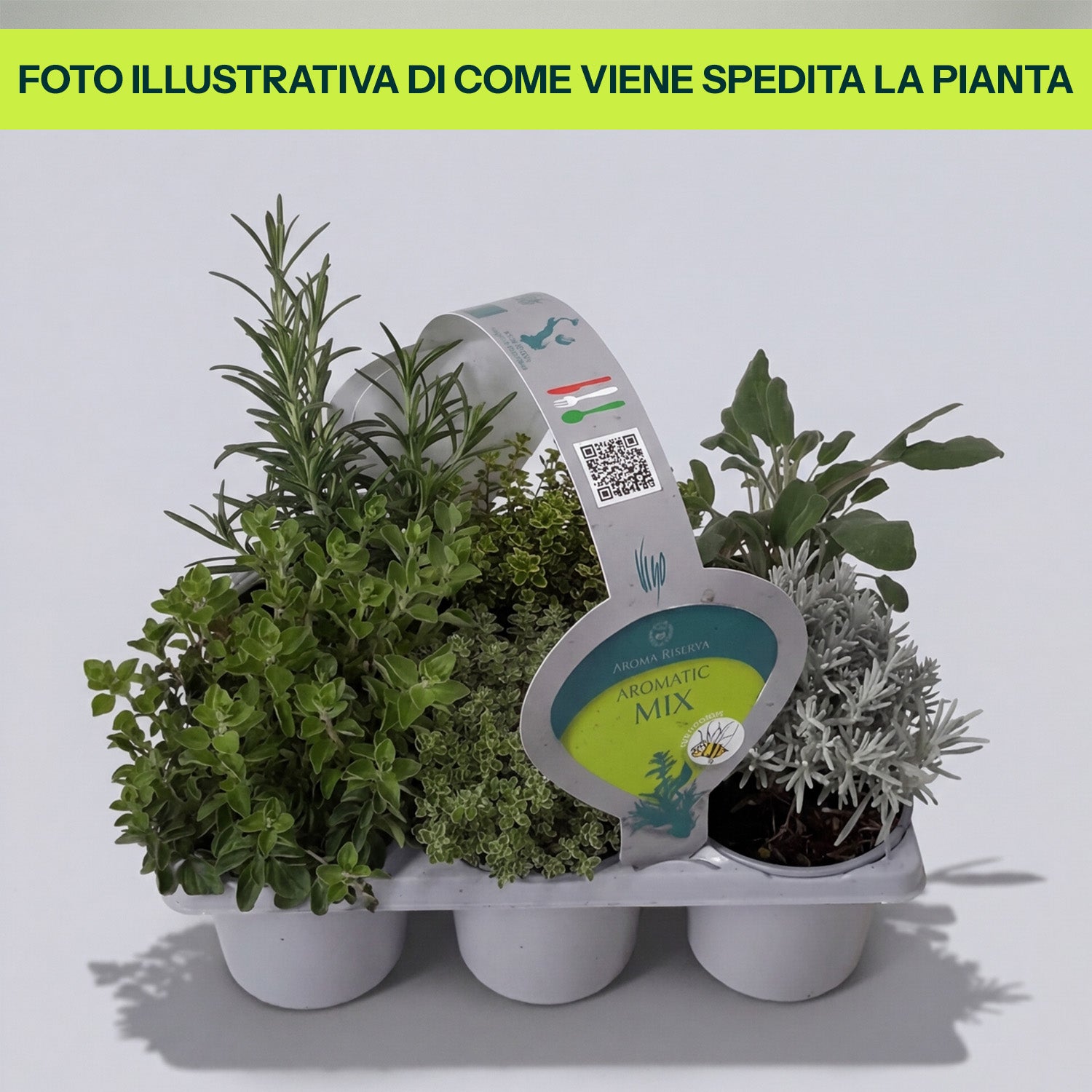 Guzmania Yeltix im 12-cm-Topf
