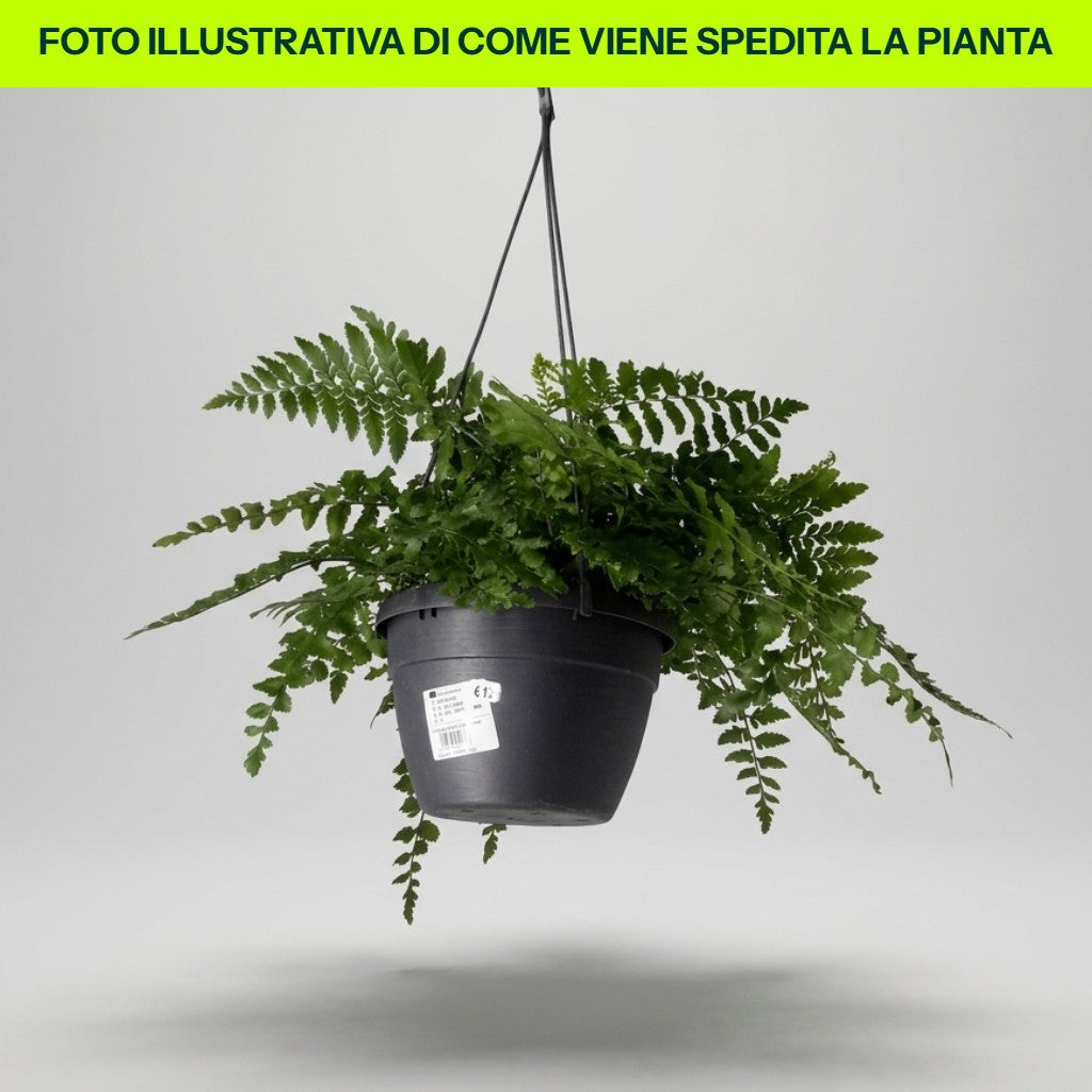 Guzmania Yeltix im 12-cm-Topf