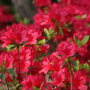 Azalea Jap Hino Crimson in Vaso da 15cm