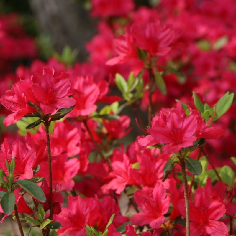 Azalea Jap Hino Crimson in Vaso da 15cm