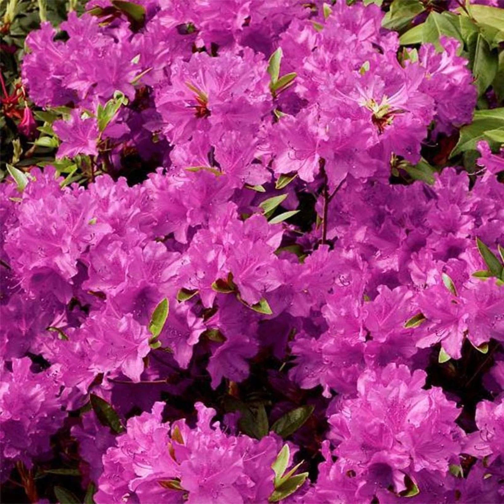 Azalea Jap Purple Splendor in Vaso da 15cm