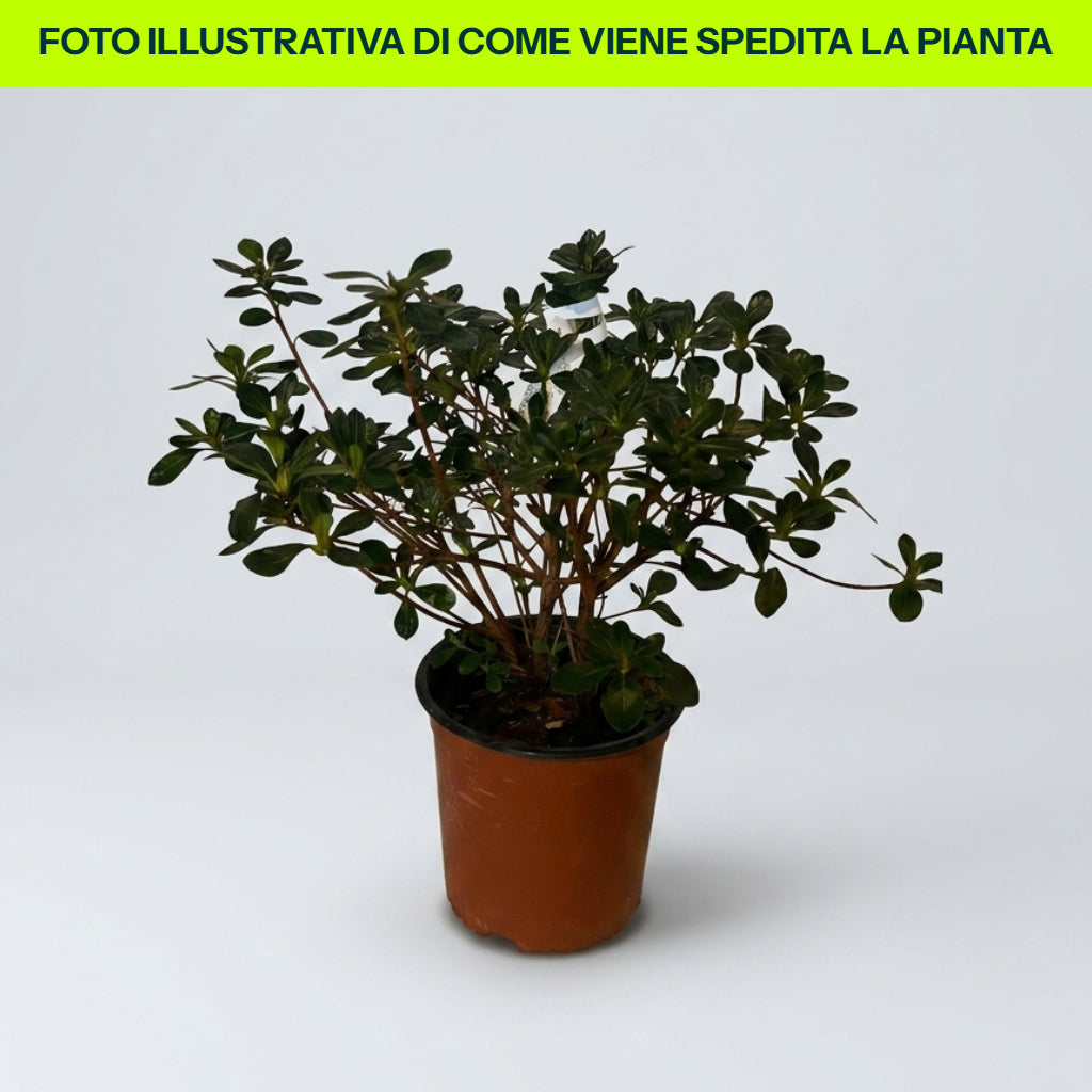 Azalea Jap Purple Splendor in Vaso da 15cm