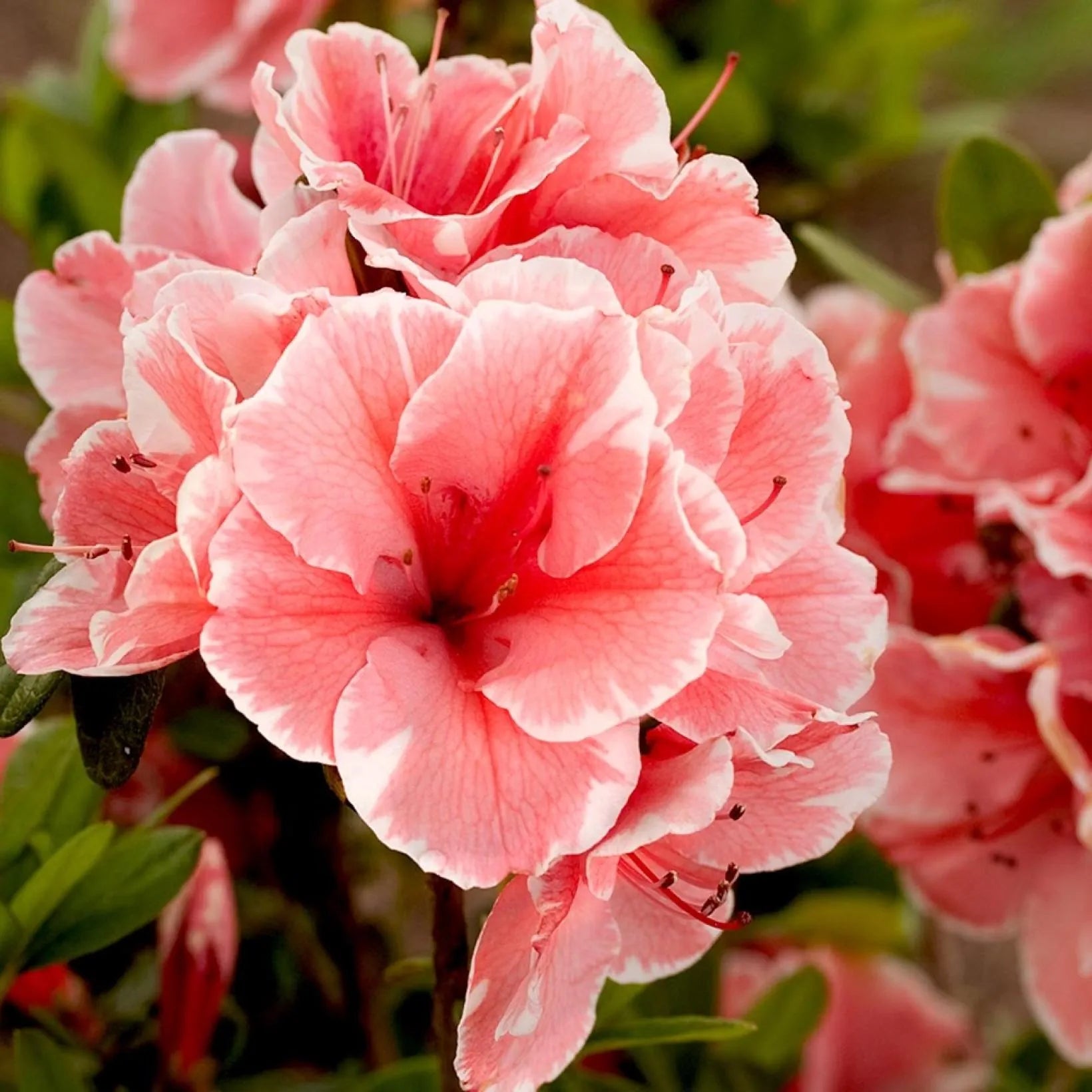 Azalea Semi Rustica in Vaso da 17cm