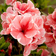 Azalea Semi Rustica in Vaso da 15cm