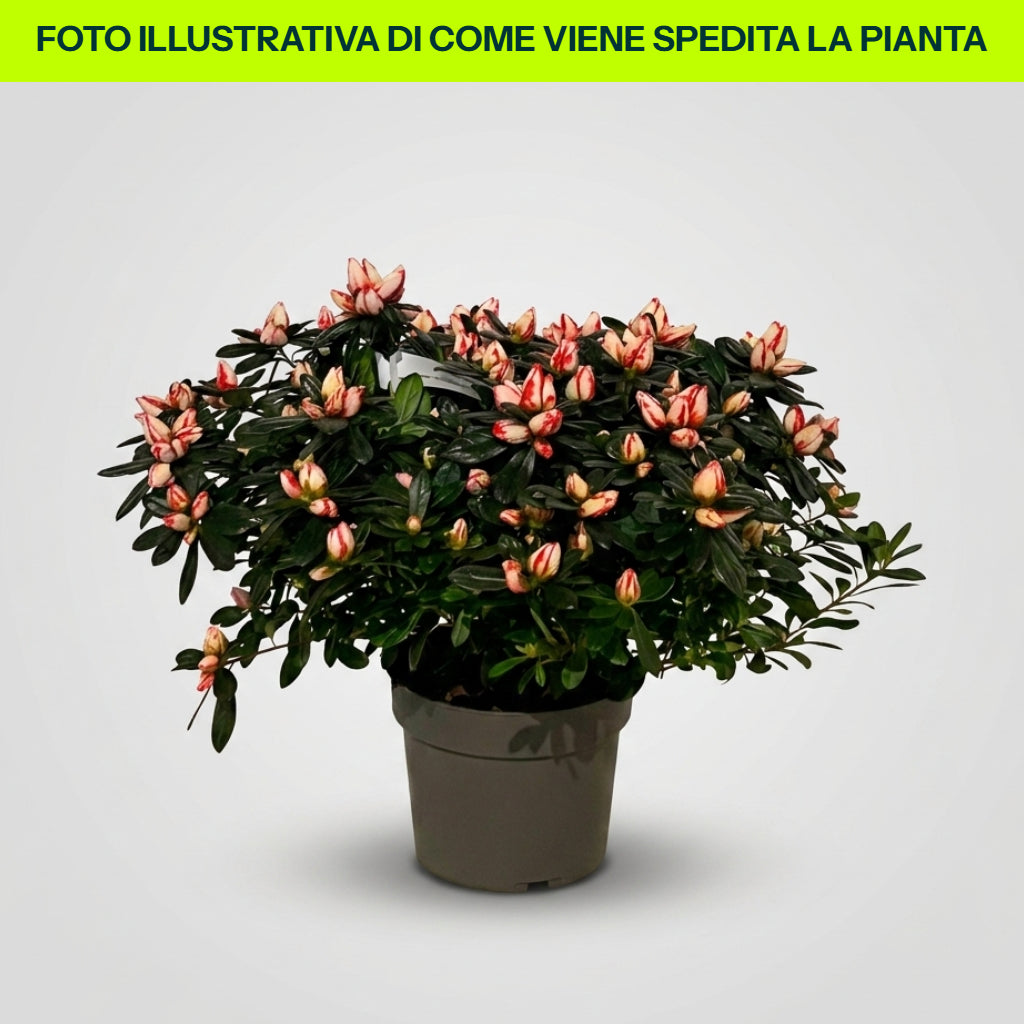 Azalea Semi Rustica in Vaso da 17cm