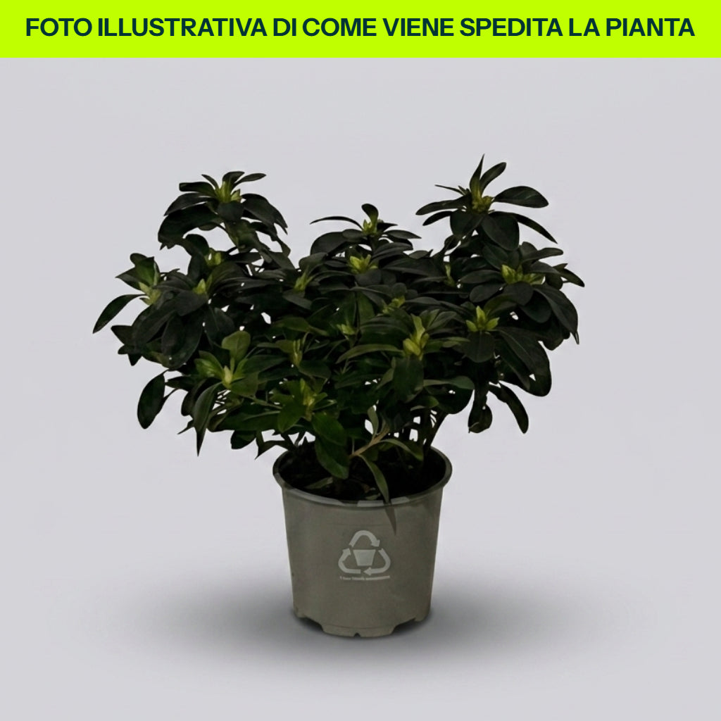 Azalea Semi Rustica in Vaso da 15cm