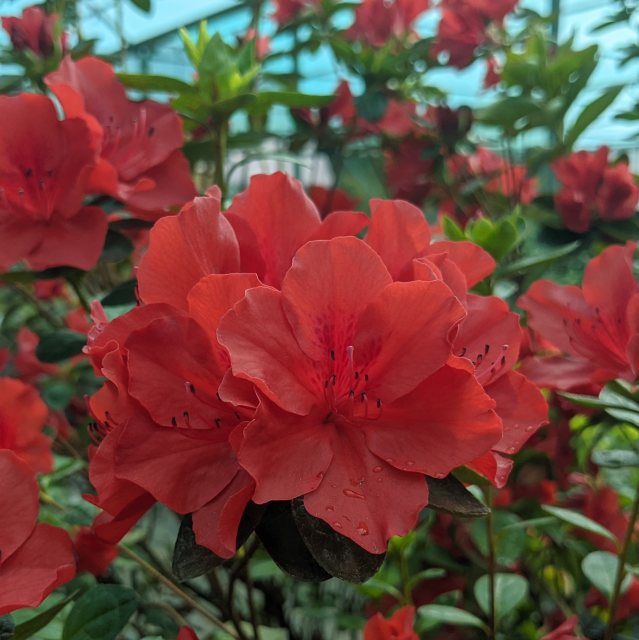 Azalea Santamaria in Vaso da 15cm