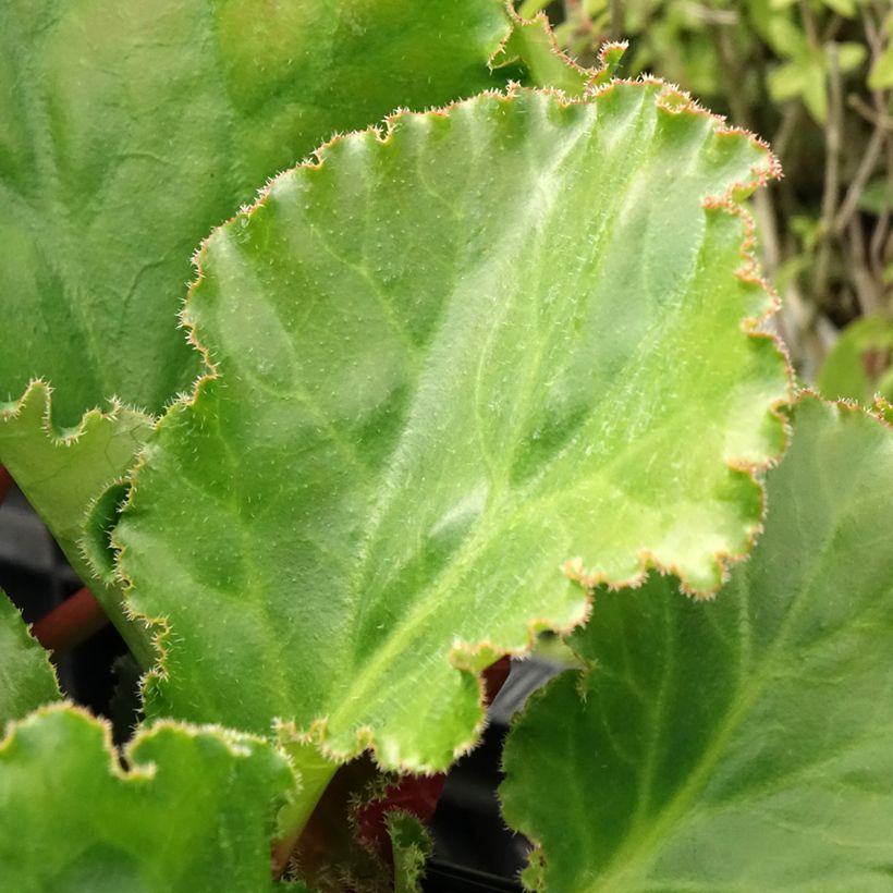 Bergenia Ripple Effect in vaso da 17 cm