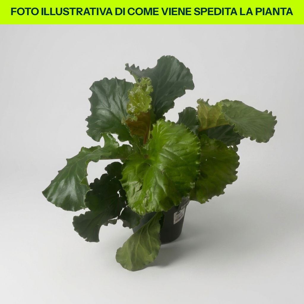 Bergenia Ripple Effect dettaglio pianta in vaso da 17 cm