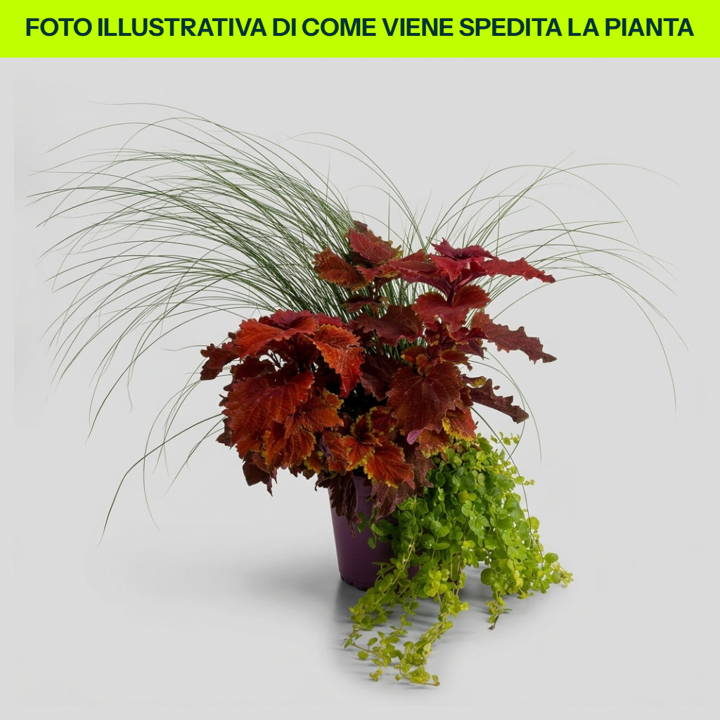 Brughiera, Composizione Coleus, Lisymachia, Carex in vaso da 19cm