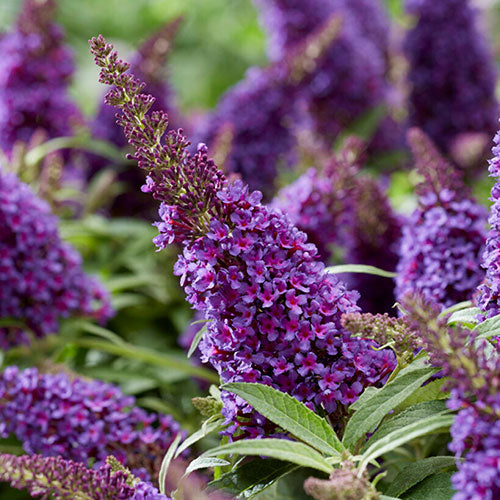 BUDDLEYA BUTTERFLY CANDY LITTLE PURPLE IN VASO DA 17CM