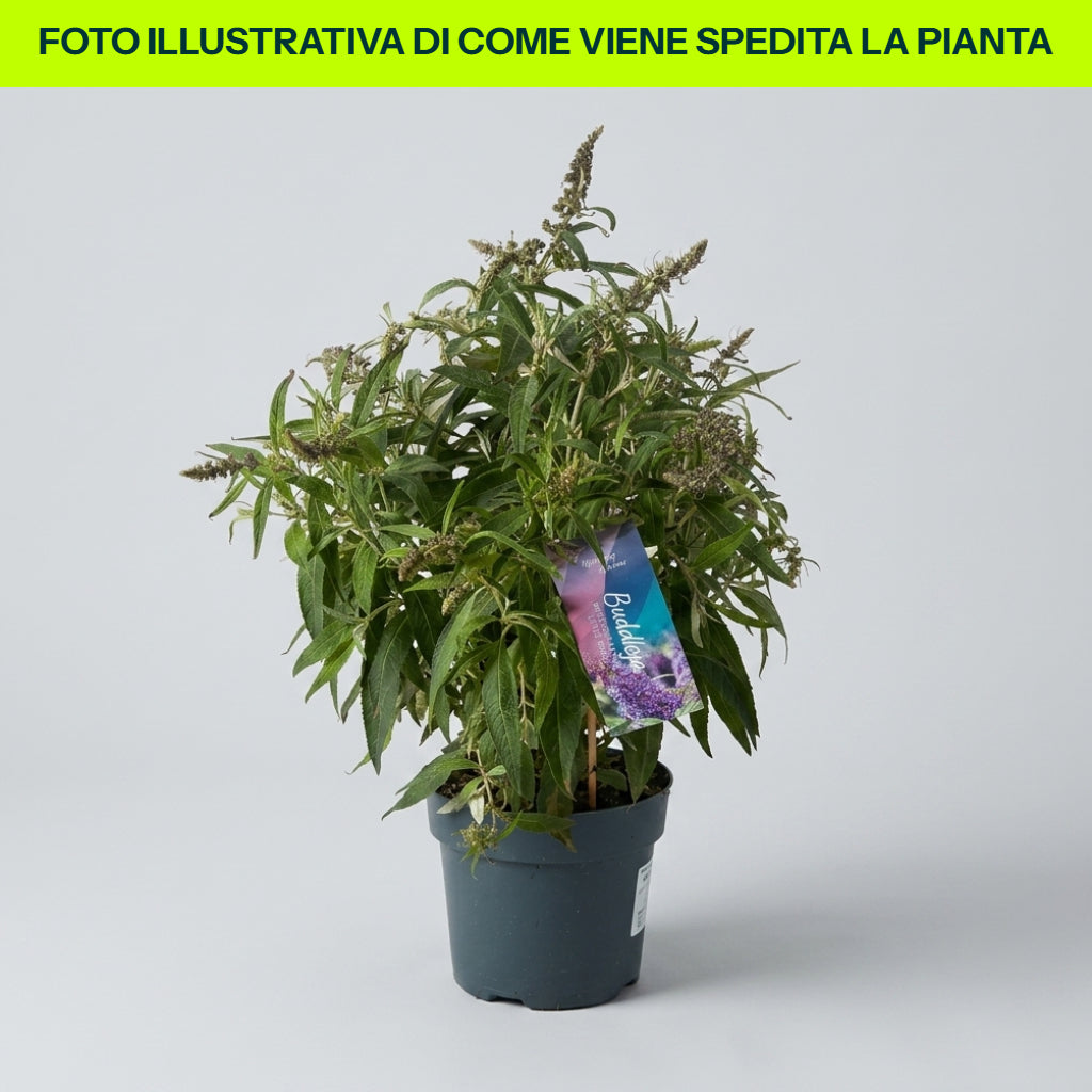 BUDDLEYA BUTTERFLY CANDY LITTLE PURPLE IN VASO DA 17CM