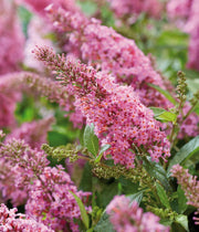BUDDLEYA BUTTERFLY CANDY LITTLE PINK IN VASO DA 17CM