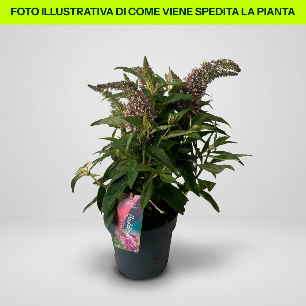 BUDDLEYA BUTTERFLY CANDY LITTLE PINK IN VASO DA 17CM