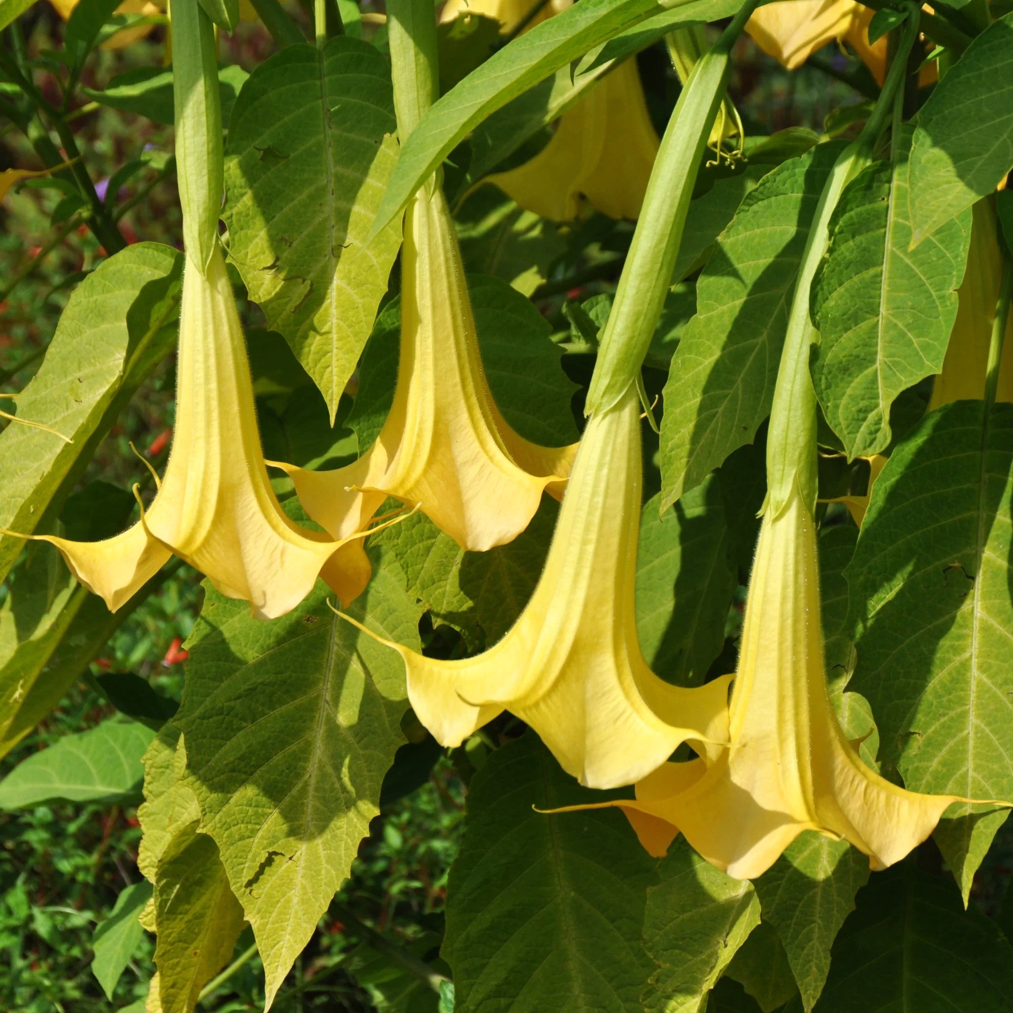 Brugmansia Gialla in Vaso da 23cm