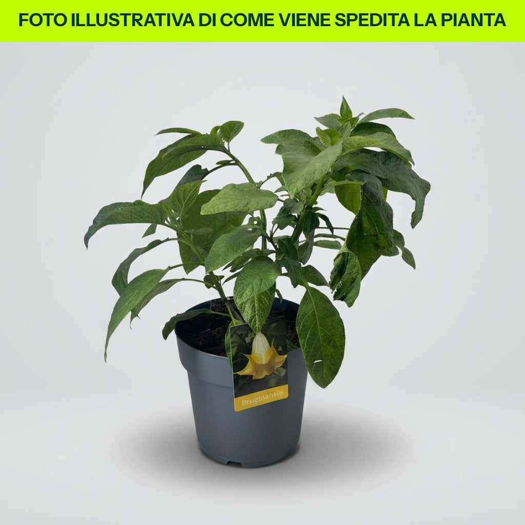 Brugmansia Gialla in Vaso da 23cm