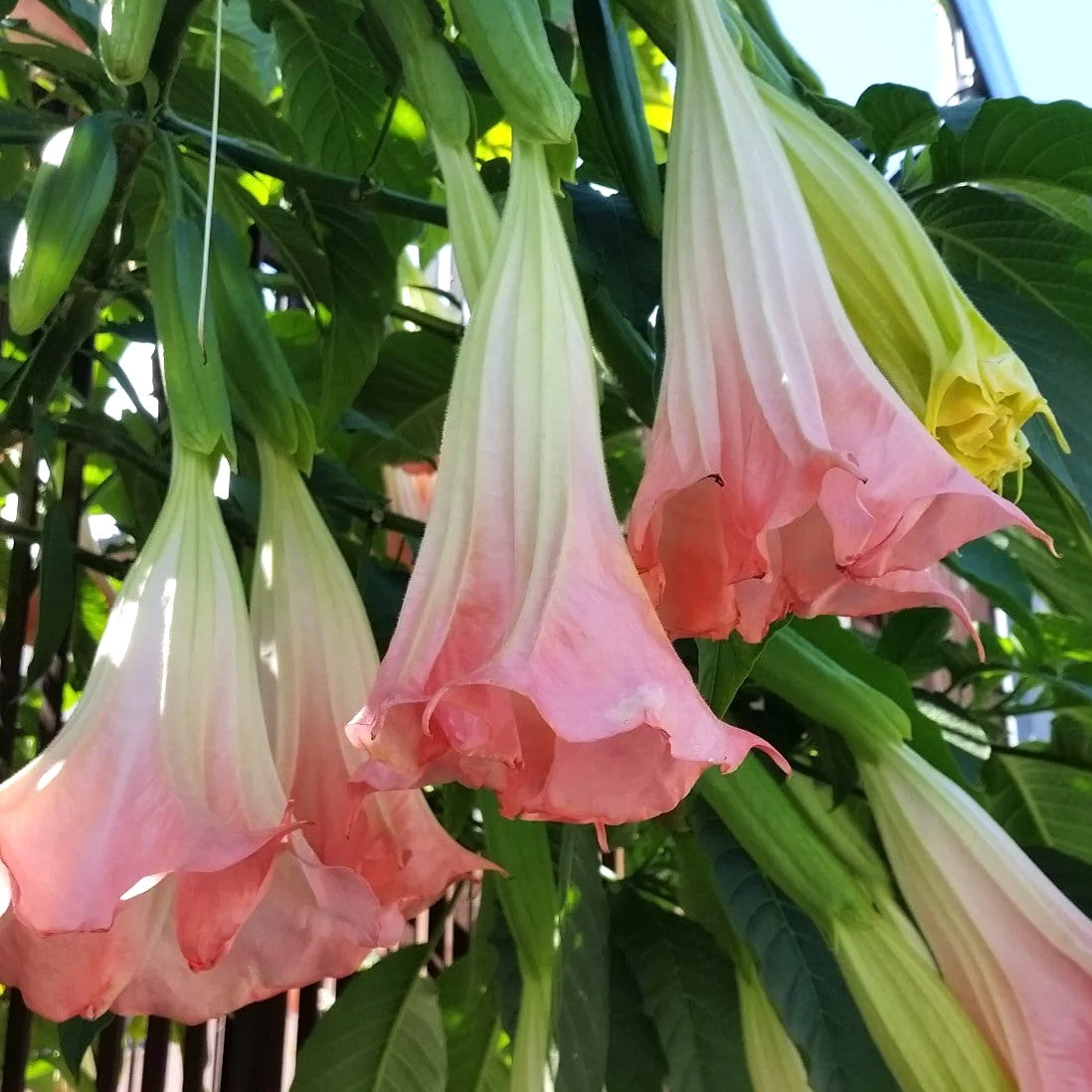 Brugmansia Rosa in Vaso da 23cm