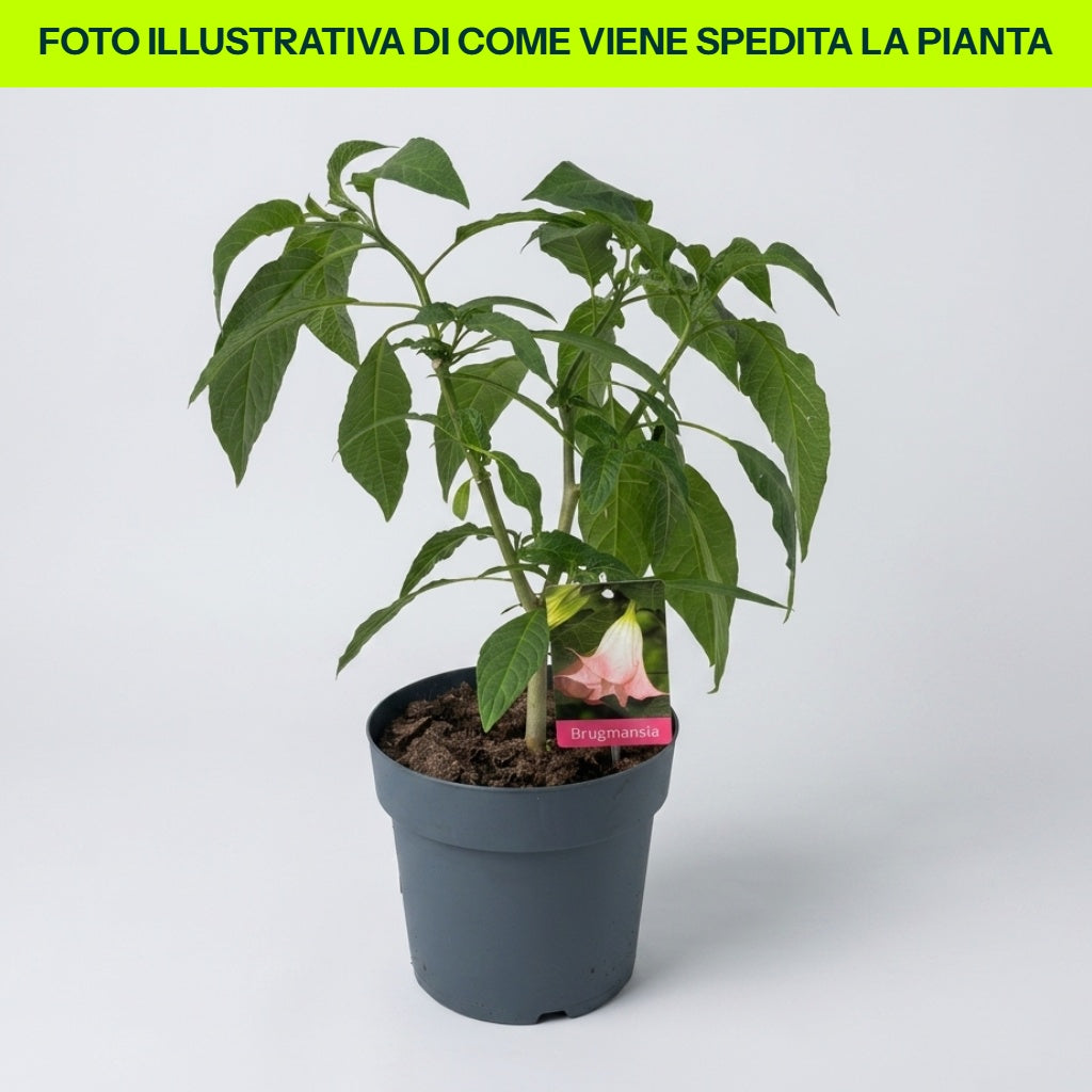 Brugmansia Rosa in Vaso da 23cm