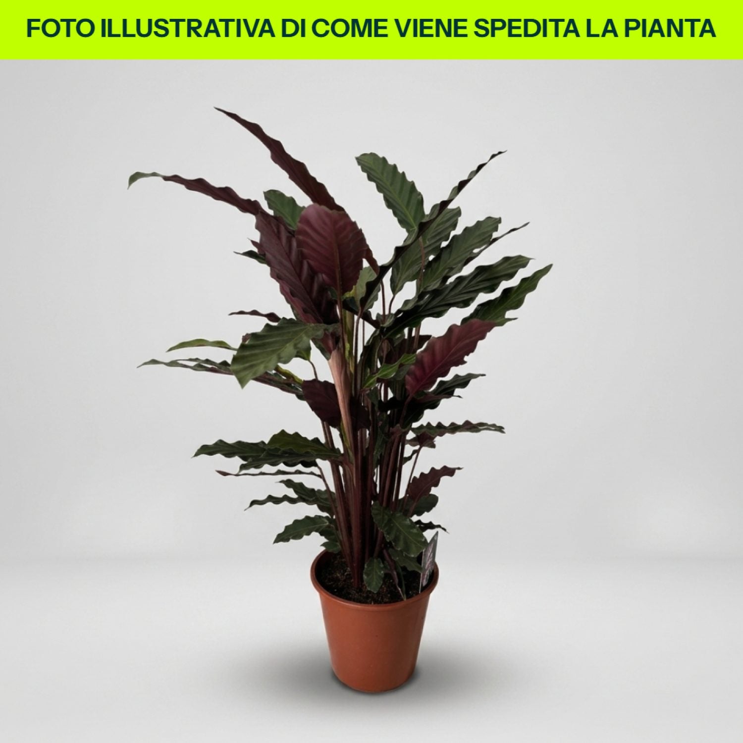 Calathea Rufibarba Wavestar in vaso da 18cm
