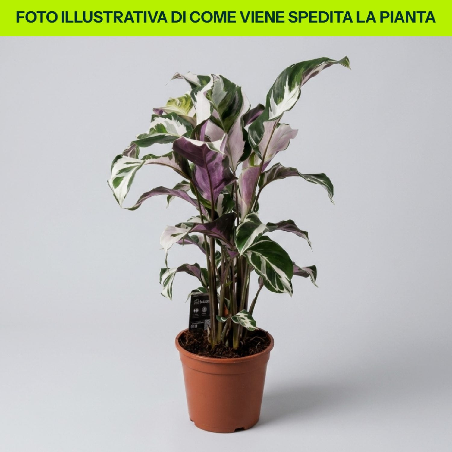 Calathea Stella in vaso da 18cm