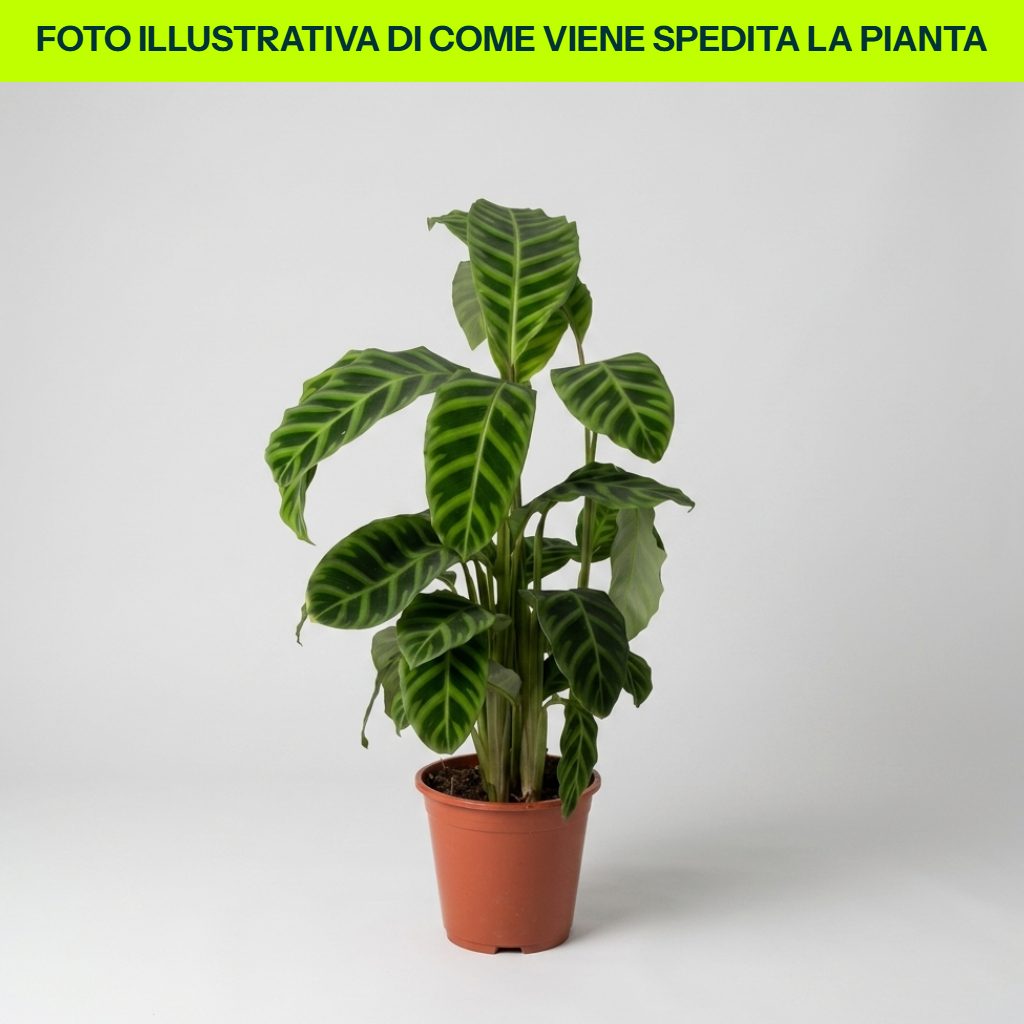 Calathea Zebrina dettaglio foglie in vaso da 19 cm