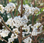 CALLICARPA SNOWSTAR 19CM TOPF