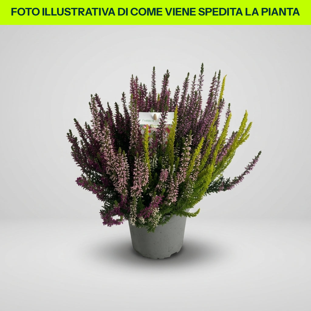 CALLUNA MOSAICA IN VASO DA 14CM