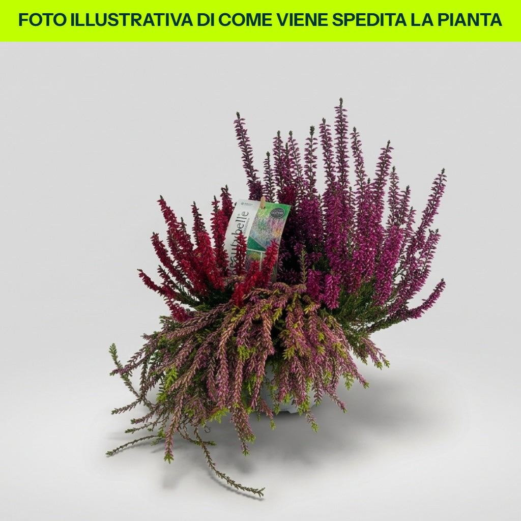 Calluna vulgaris Tricolor im 12-cm-Topf