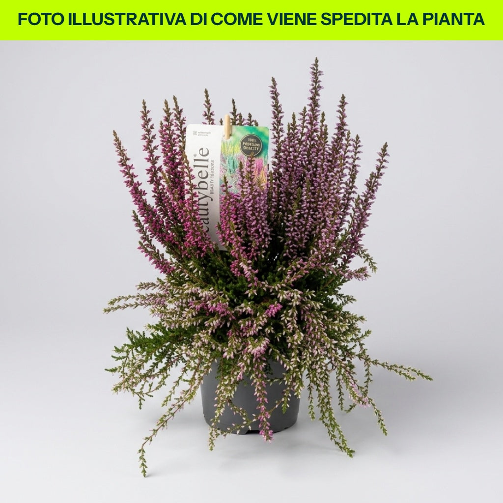 ERICA CALLUNA VULGRIS BEAUTY BELLE IN VASO 11CM