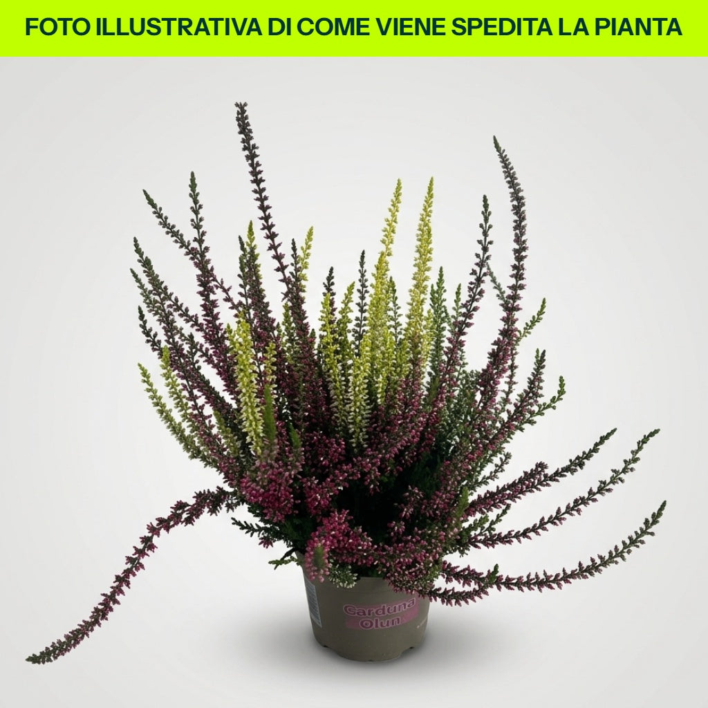Calluna vulgaris Tricolor im 12-cm-Topf