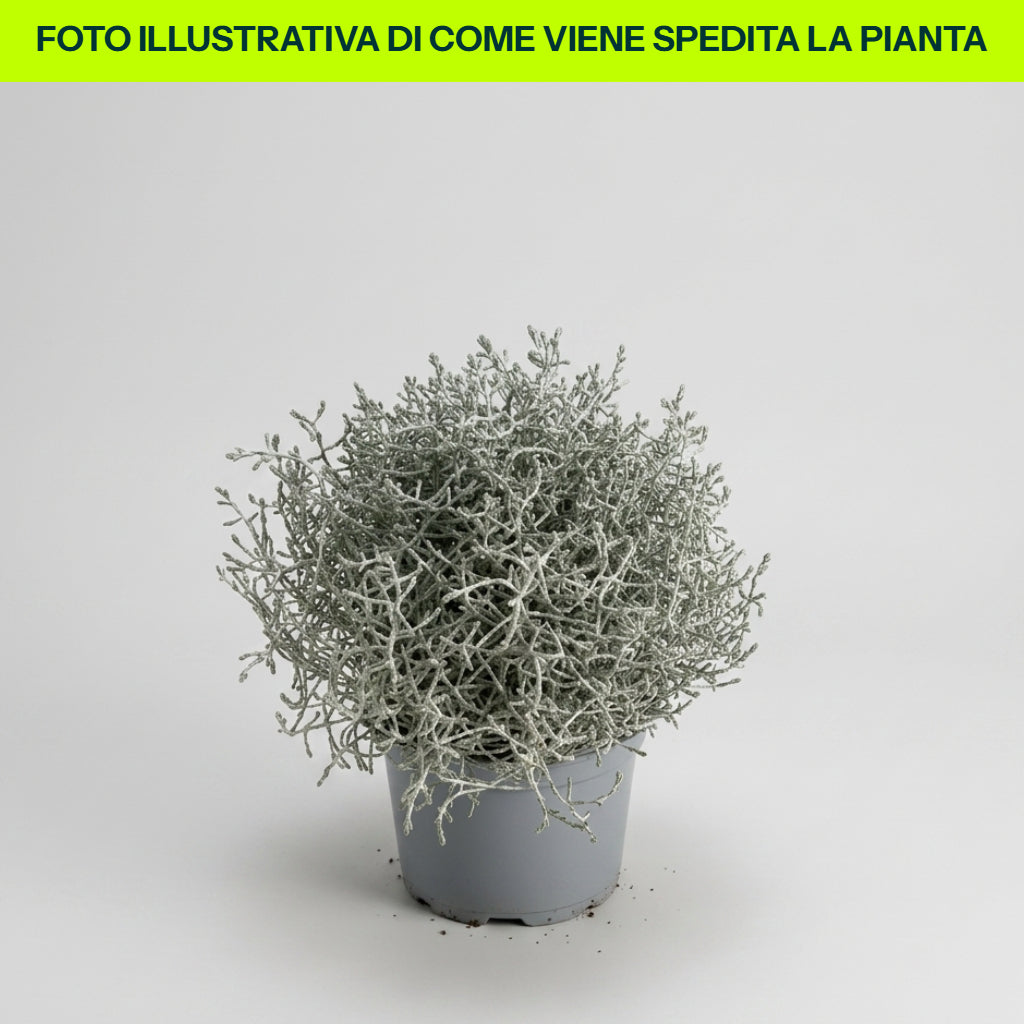 Vase Calocephalus brownii 15 cm