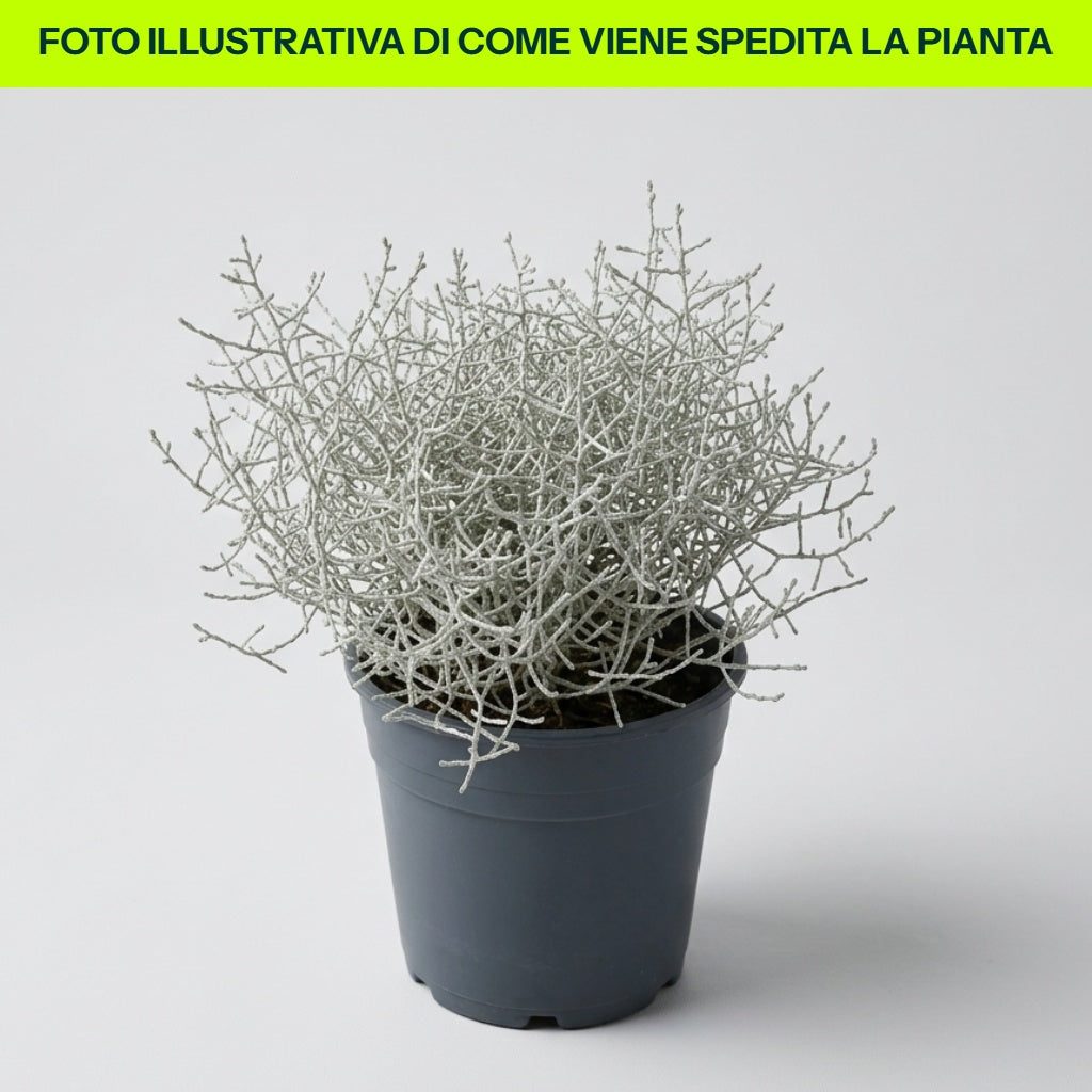 CALOCEPHALUS BROWNII IN VASO 13CM