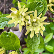 CALYCANTHUS VENUS 19CM TOPF