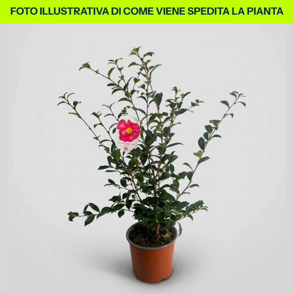 Camellia Sasanqua Cherylin im 21-cm-Topf