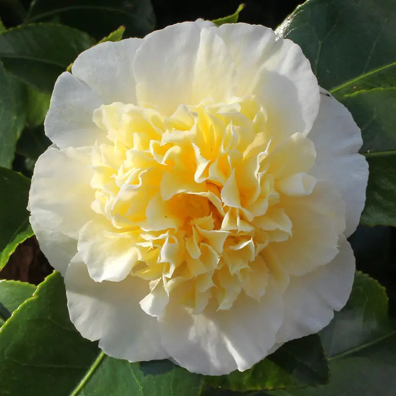 CAMELIA JAPONICA OKI NO NAMI VASE 19CM