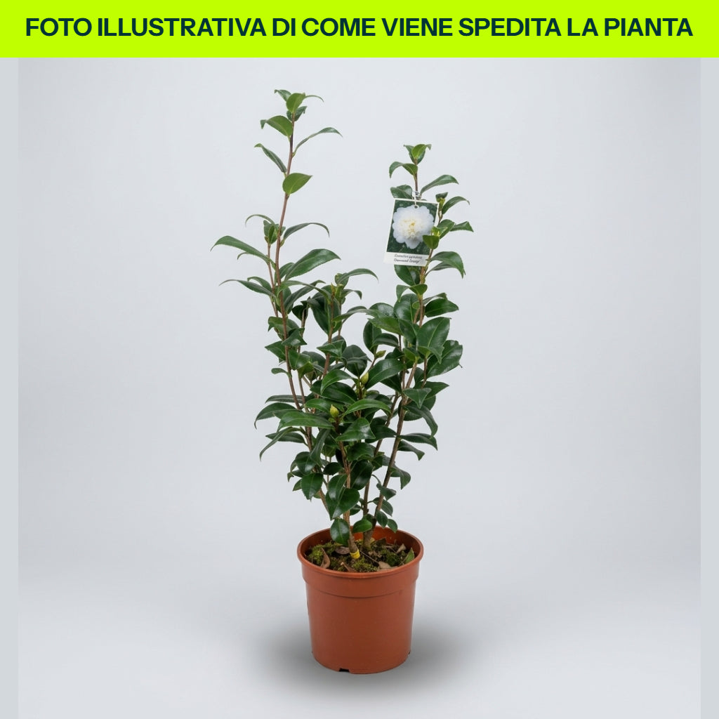 CAMELIA JAPONICA OKI NO NAMI VASE 19CM
