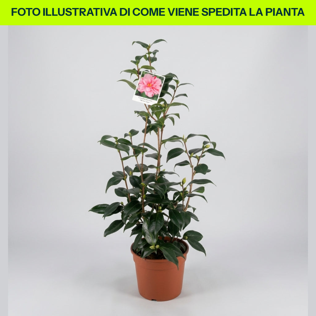CAMELIA JAPONICA OKI NO NAMI VASE 19CM