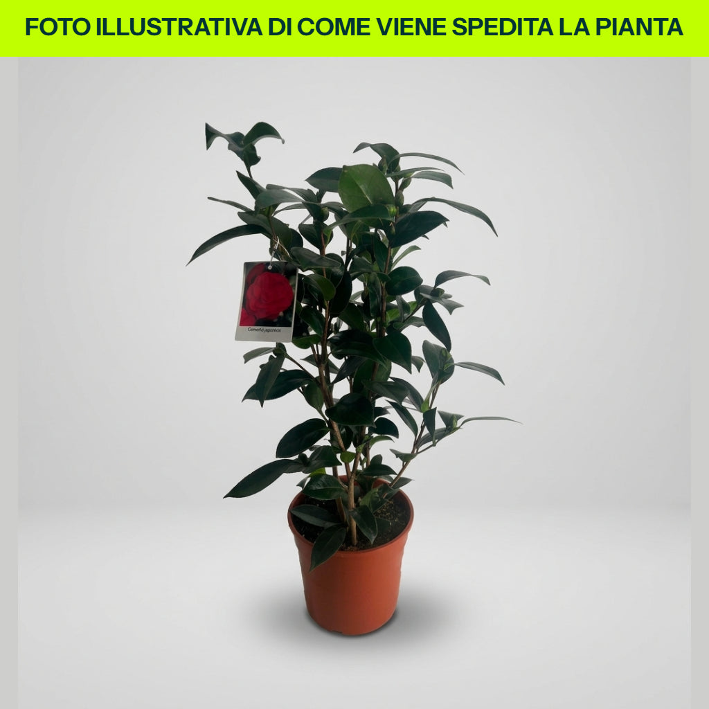 CAMELIA JAPONICA WHEELER VASE 17CM