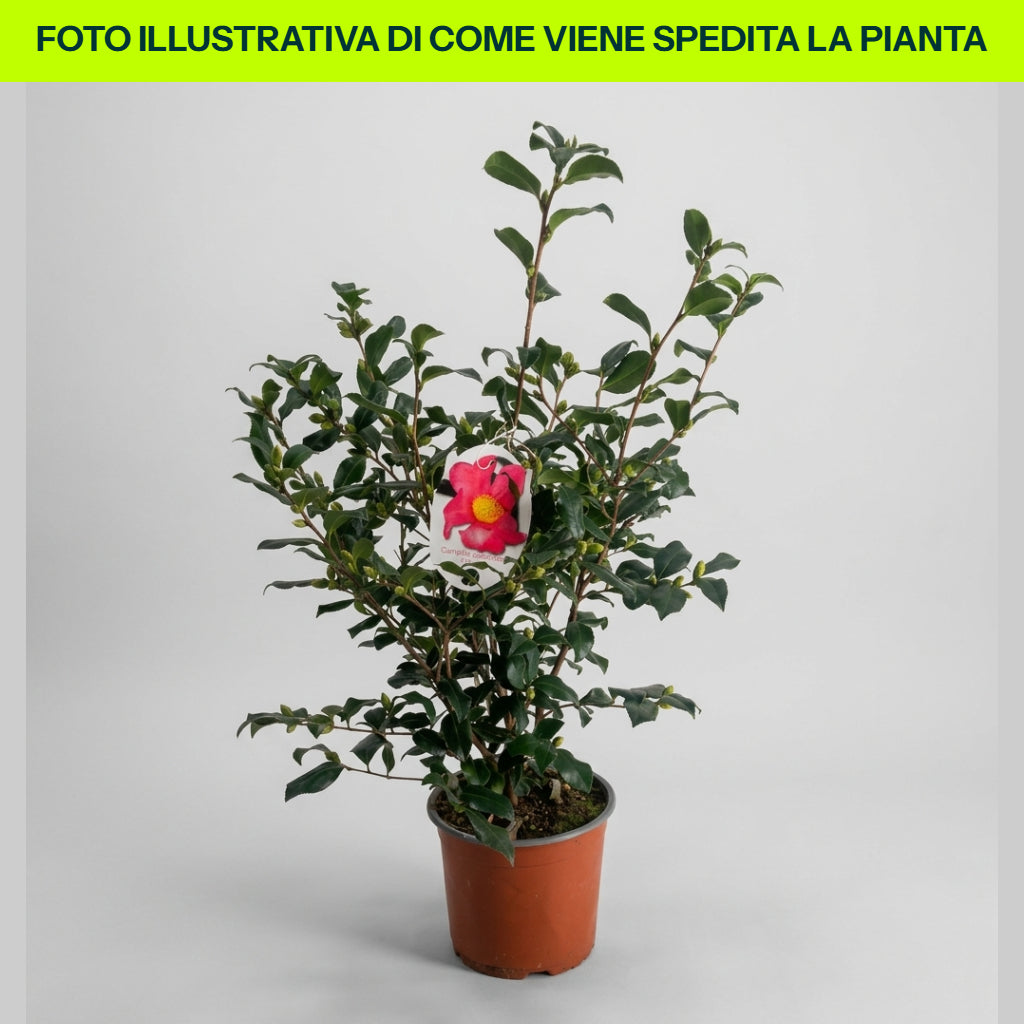 KAMELIE SASANQUA CLEOPATRA VASE 17CM