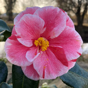 CAMELIA JAPONICA OKI NO NAMI VASE 19CM