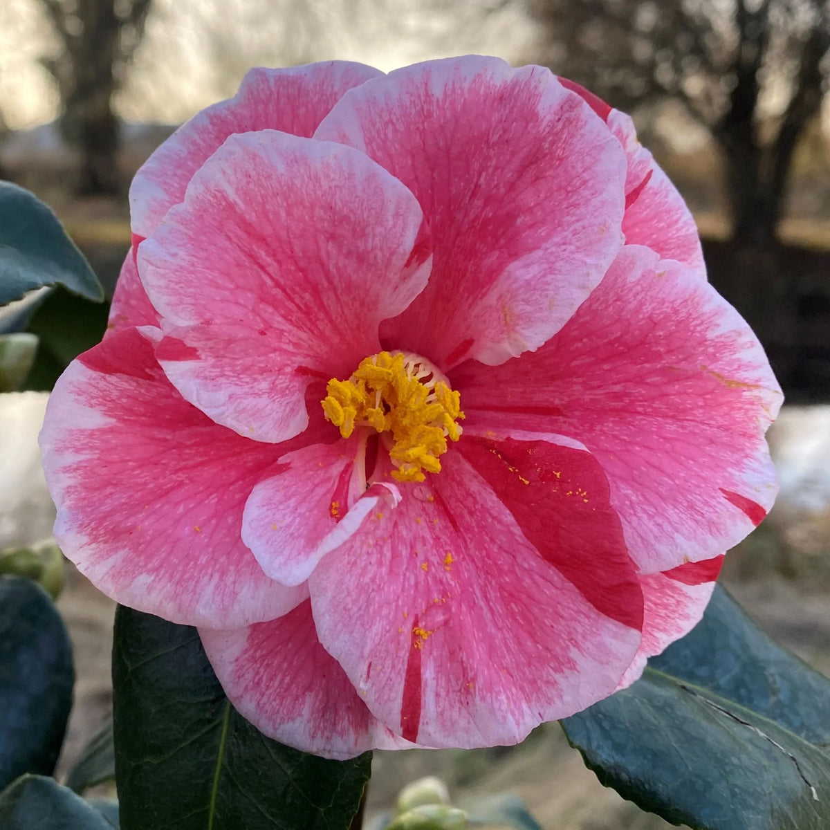 CAMELIA JAPONICA OKI NO NAMI VASE 19CM