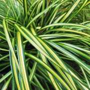 CAREX EVERSHEEN IN VASO DA 13CM