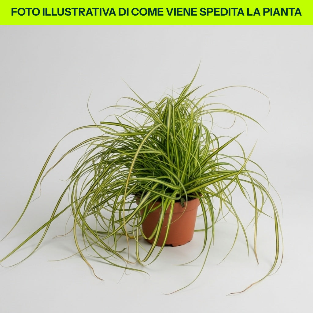 CAREX EVERSHEEN IN VASO DA 13CM