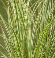 CAREX SNOWLINE IN VASO DA 12CM