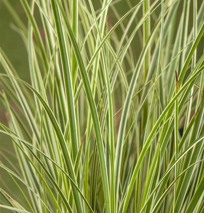 CAREX SNOWLINE IN VASO DA 12CM