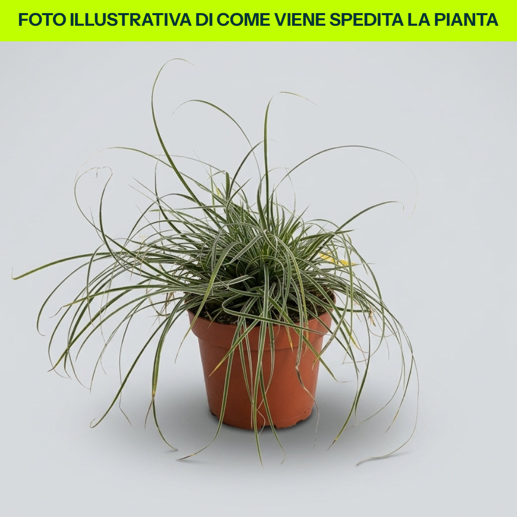CAREX SNOWLINE IN VASO DA 12CM